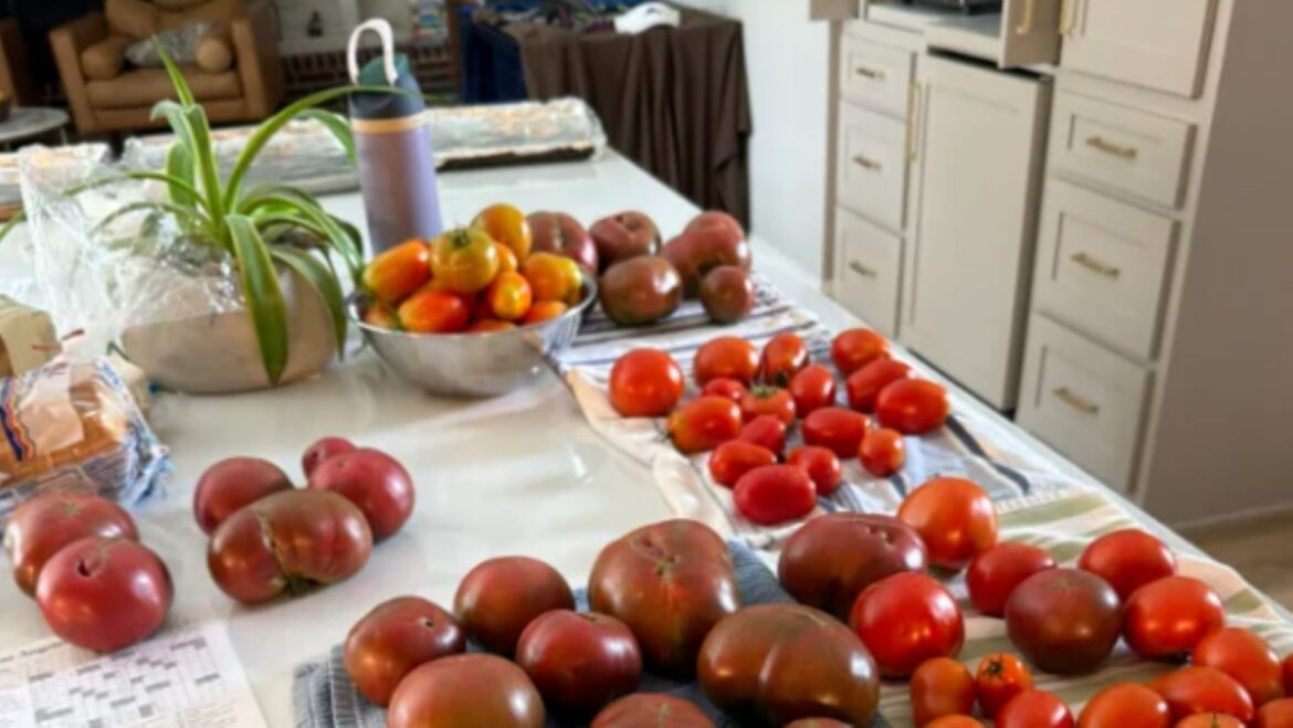 Tomato growers are split over pruning, as one camp says plants should be left to grow wild A variety of colorful tomatoes displayed on a kitchen counter, alongside a plant and other kitchen items.