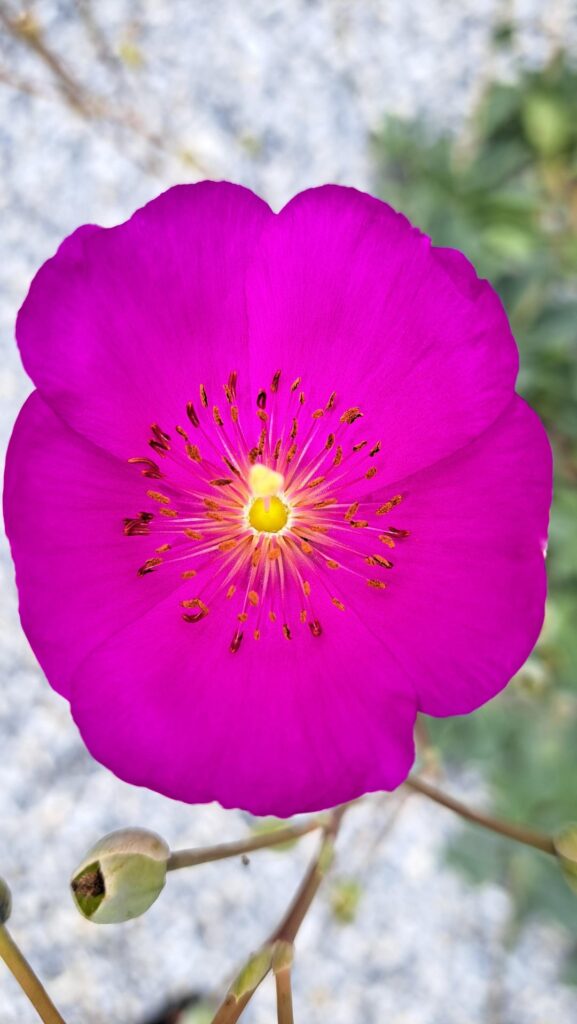 Rock Purslane Prettiness