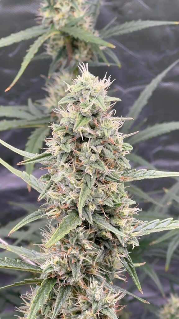 Gorilla Glue Auto #4 (Day 72) resin production left to explode? First time with auto. coco