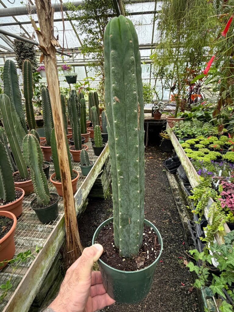 Cruising the local nursery and found this cactus.