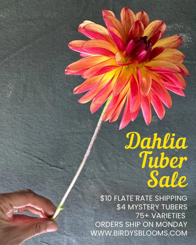 Dahlia Tuber Sale Dahlia Tuber Sale