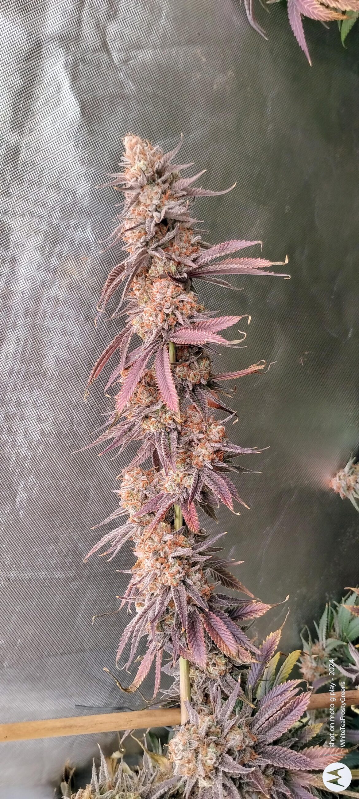 Brothers Grimm's G13 Genius. Day 63F