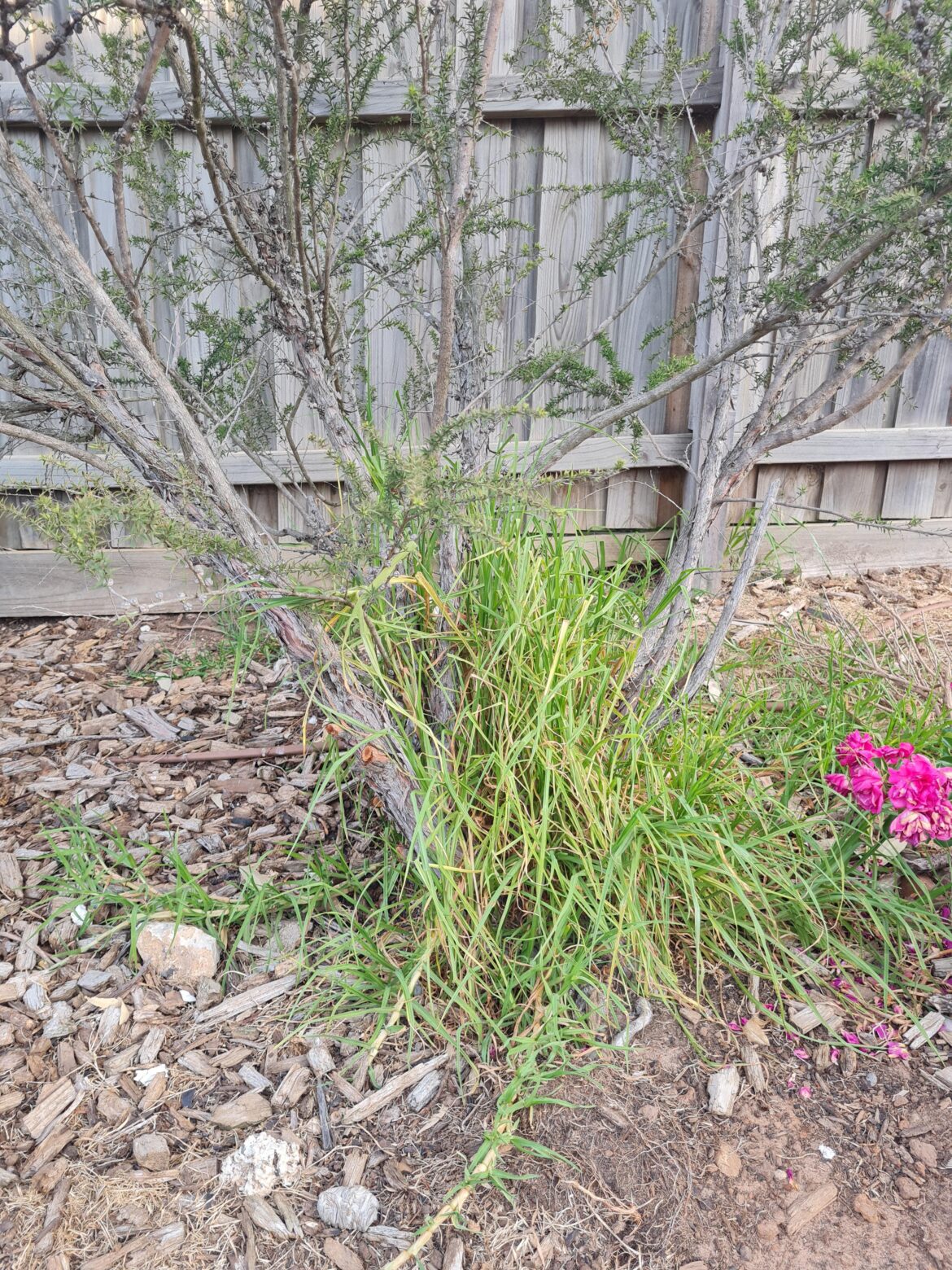 How do I remove this Kikuyu from around this tree's roots without killing the tree?