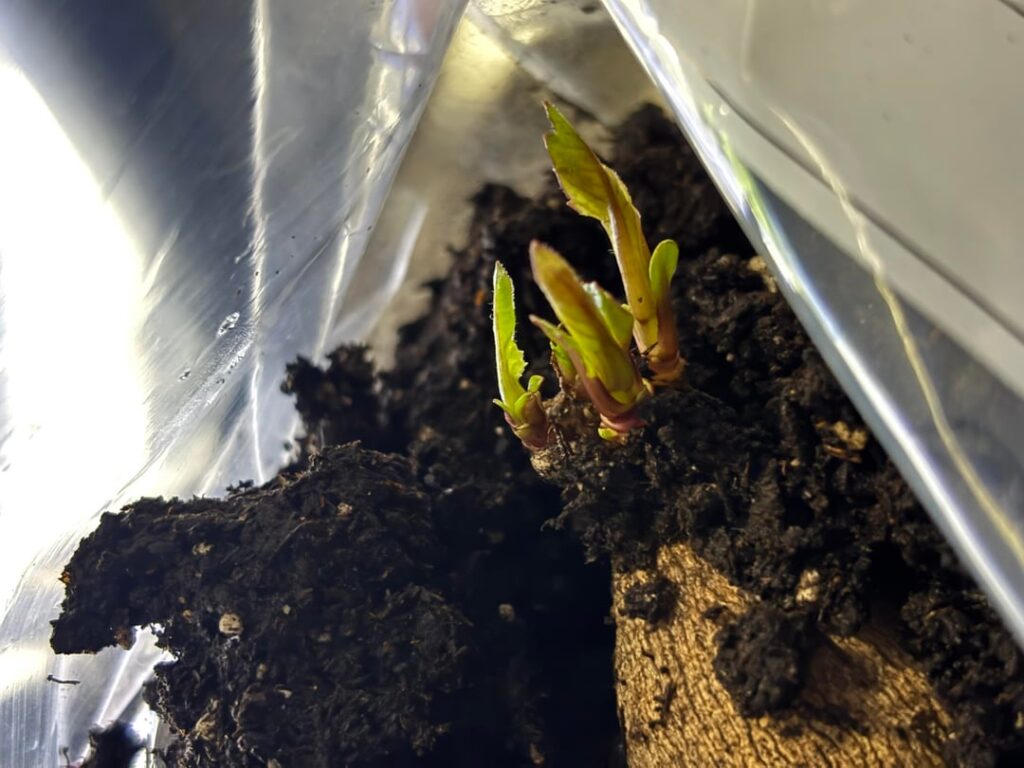 The dreaded question… help a beginner out