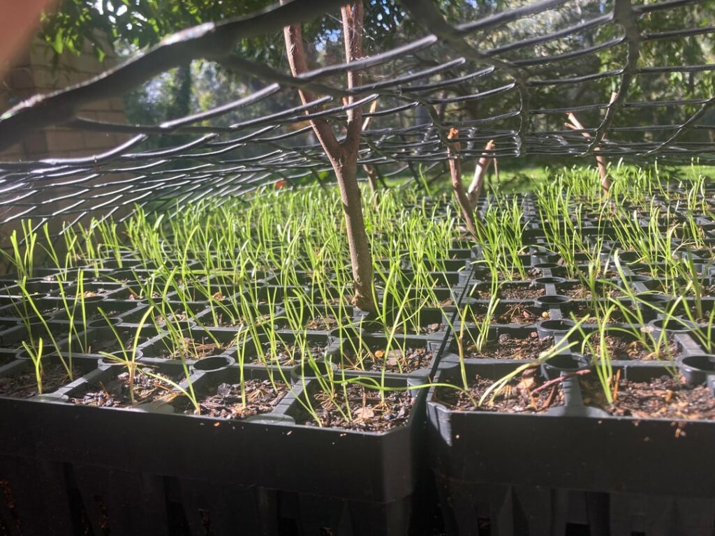 Advice for raising Yam Daisy / Murnong seedlings?