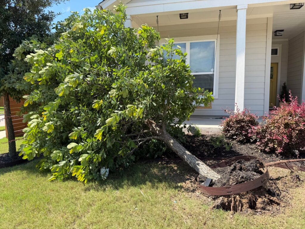 Storm blew over tree - is it savable?