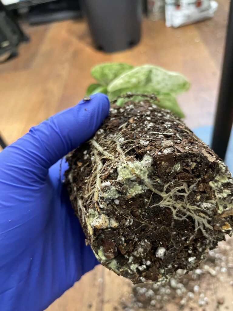 What is this??