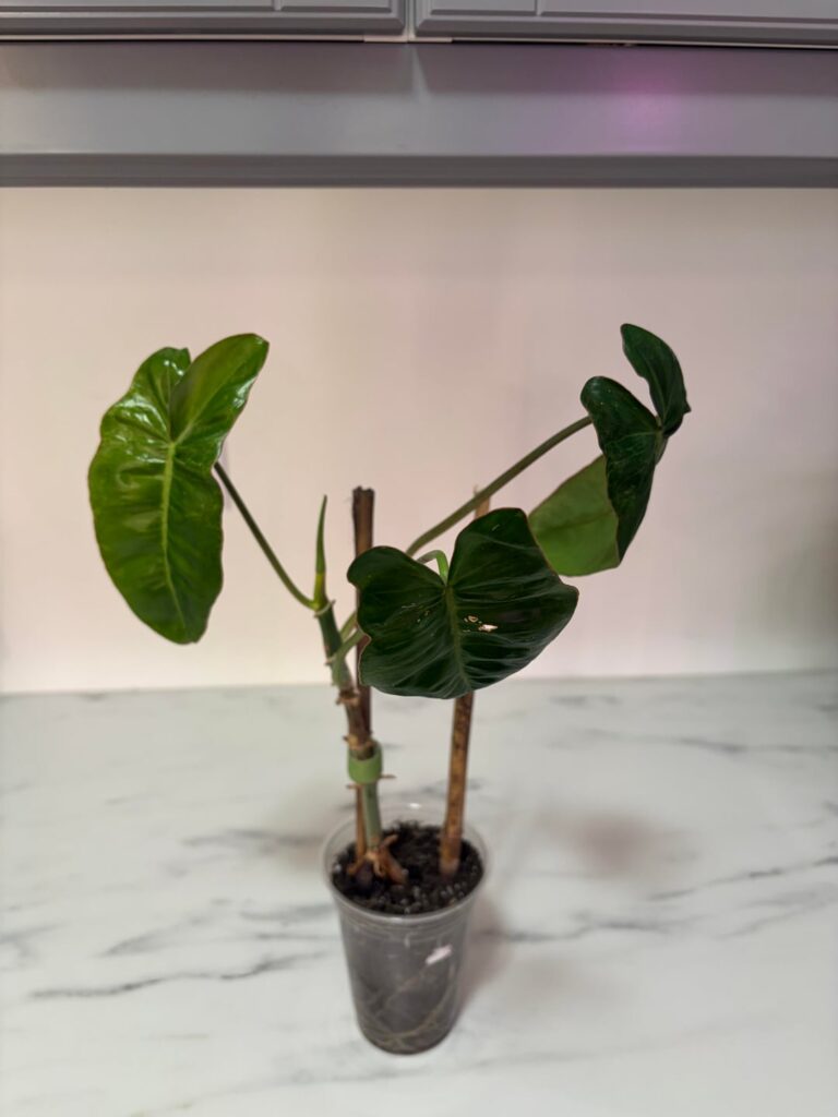 What should I do whit this?