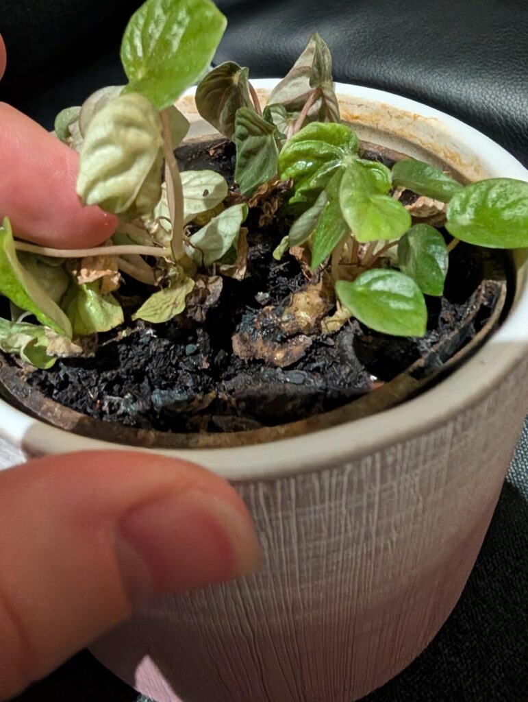 Whomst, and how to save?