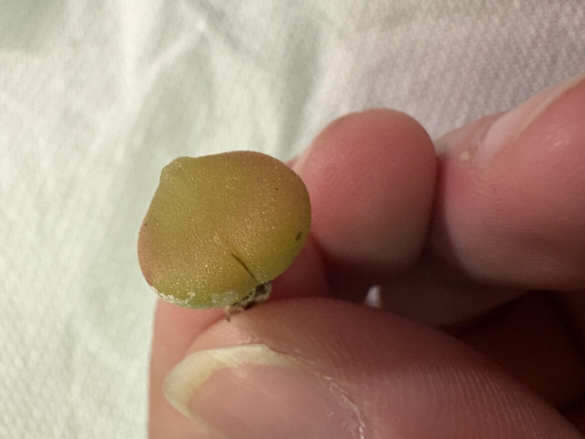 Conophytum Hammeri