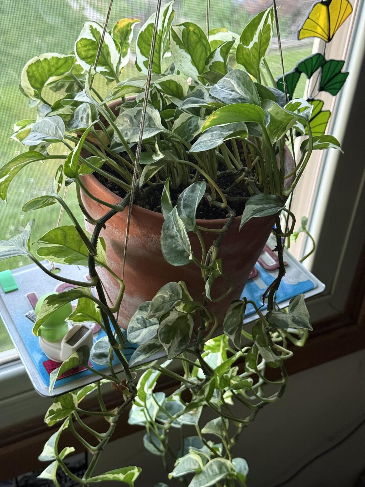 Gotten 5/6 brown leaves in the past few days. Time for a repot?