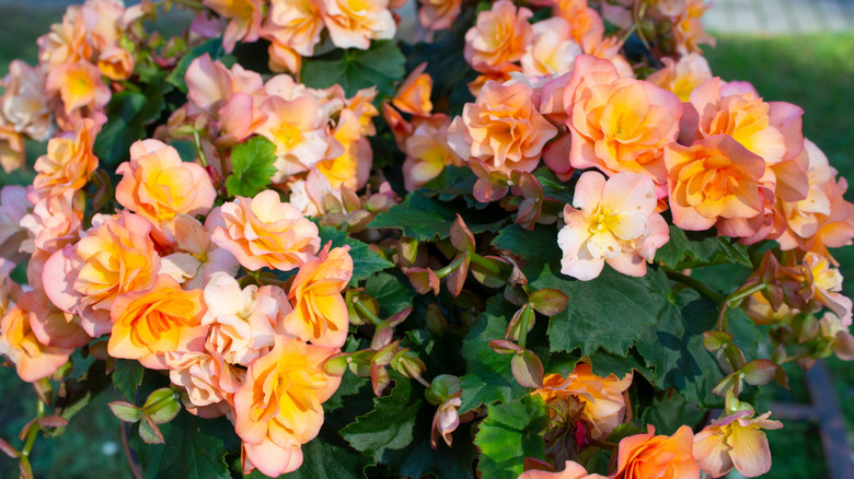 Light peachy pink begonias in a container.