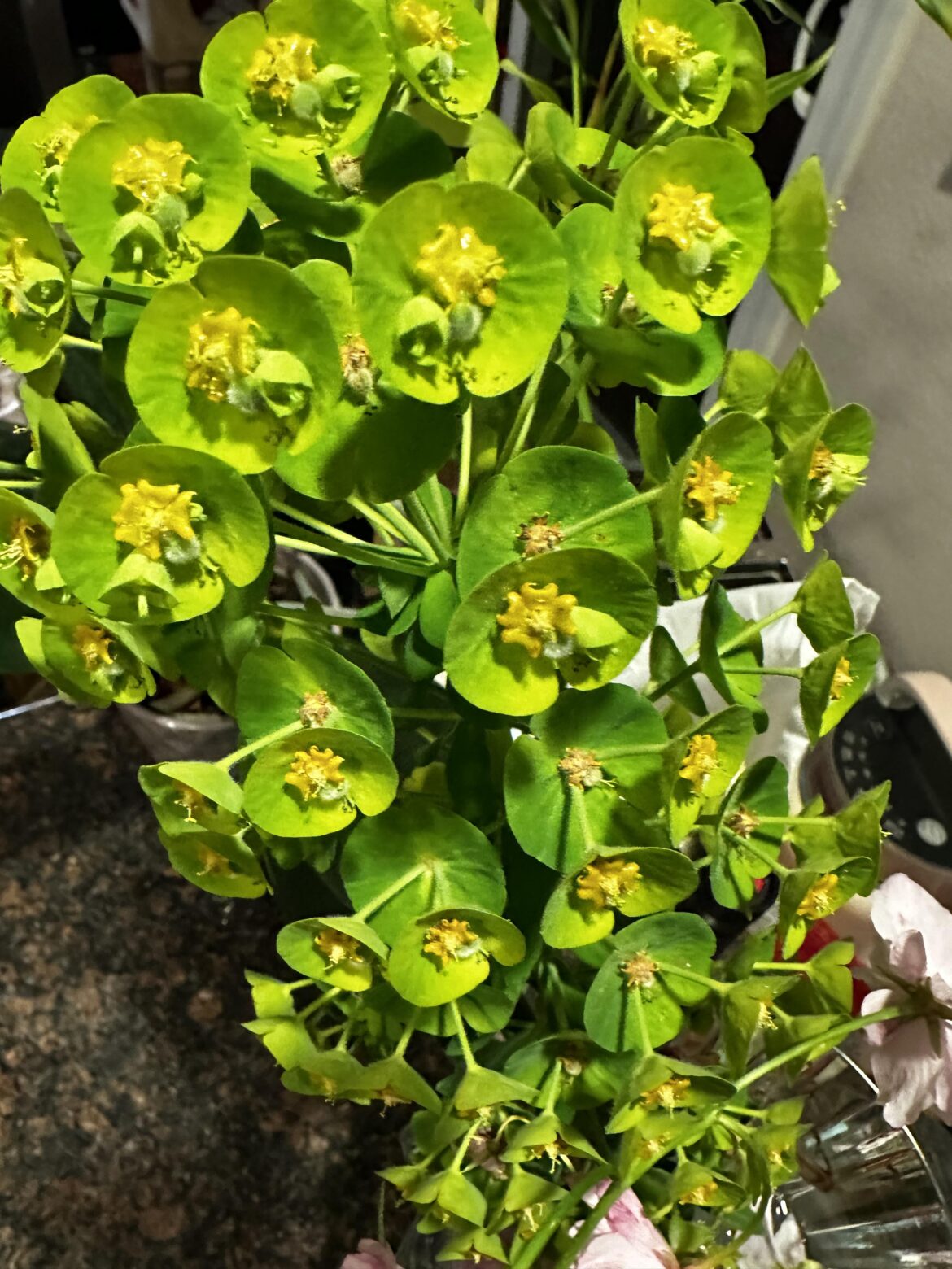 What is this? (Washington)