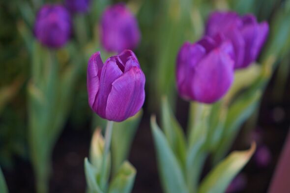 Purple tulips growing in a garden