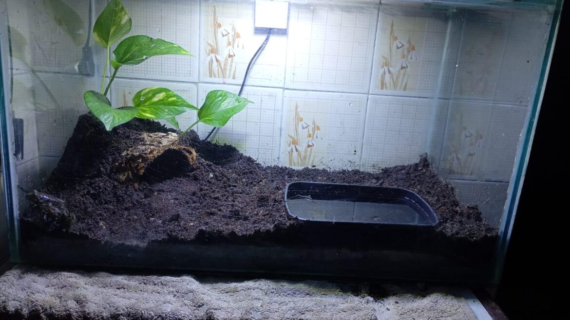 Terrario de ra touro