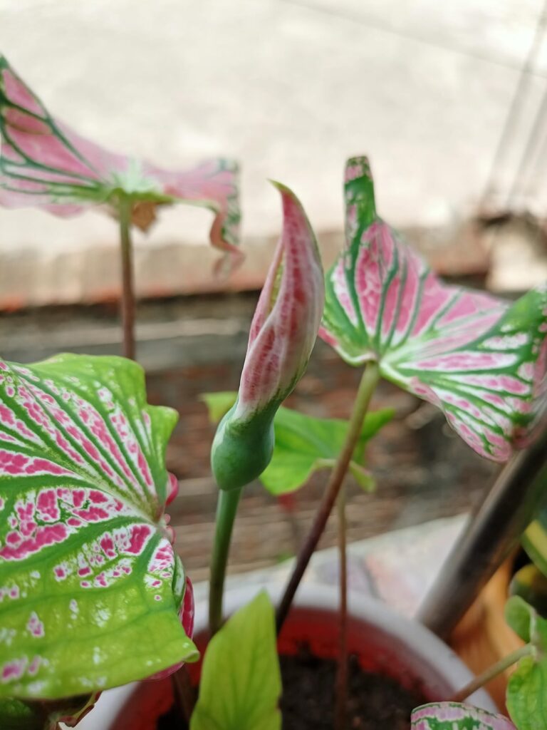 My caladium is blooming!!!!