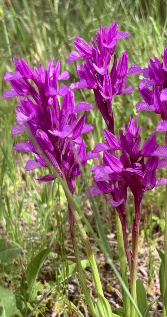 Beautiful wild flowers