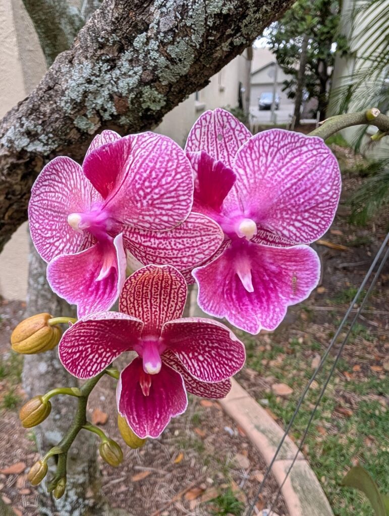 Outdoor blooms.