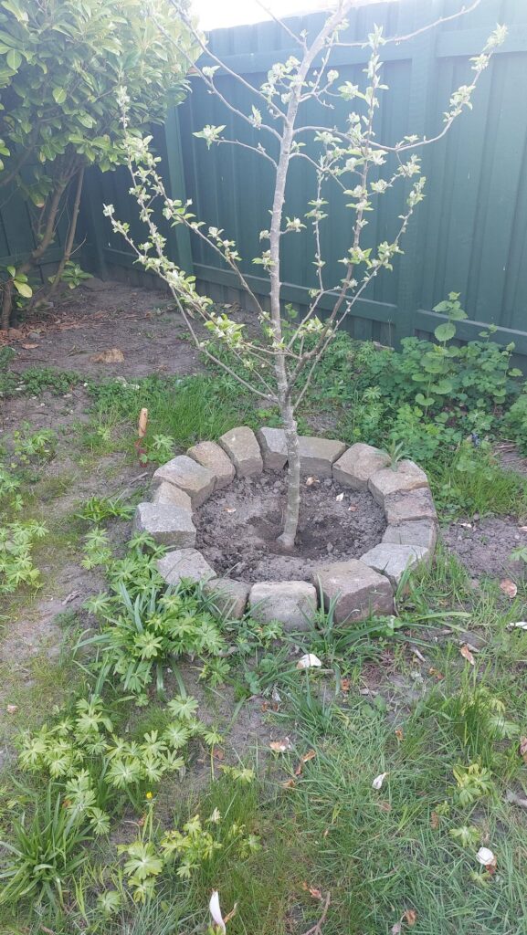 Is our apple tree to deep? Is our apple tree to deep?