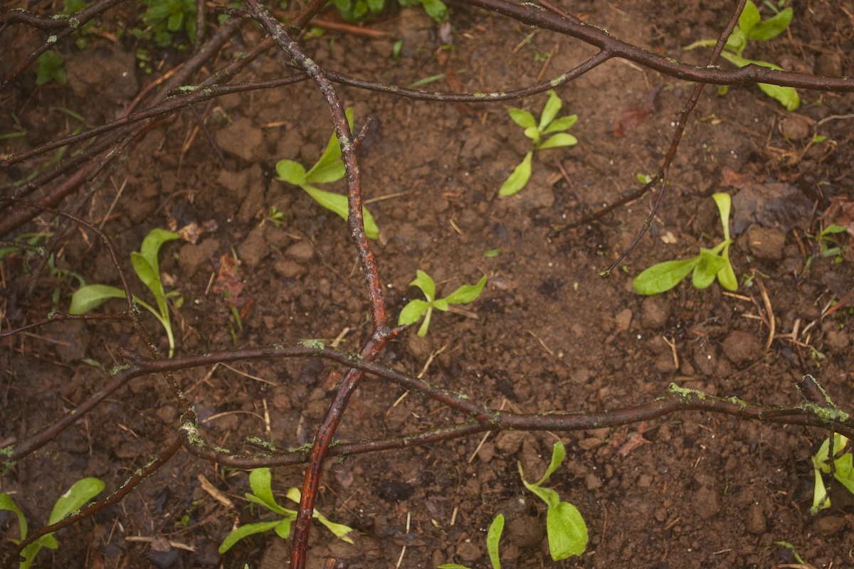 Twigs and branches around small seedlings in a garden to prevent animals from digging around them.
