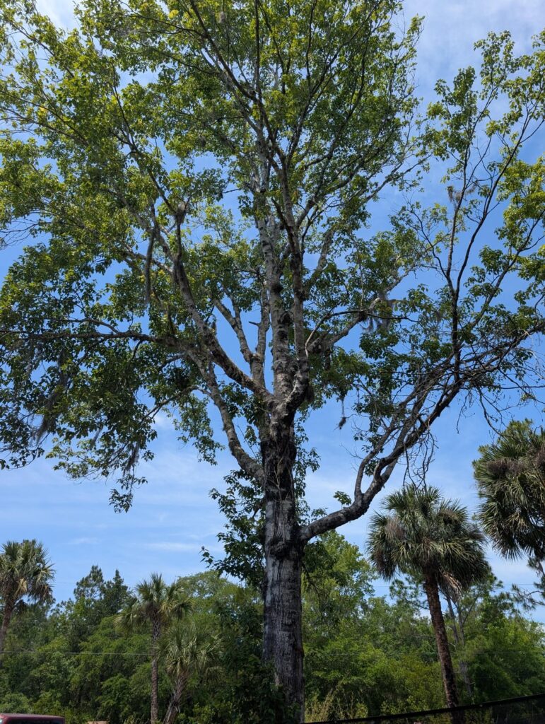 Suggestions for my buddy's tree
