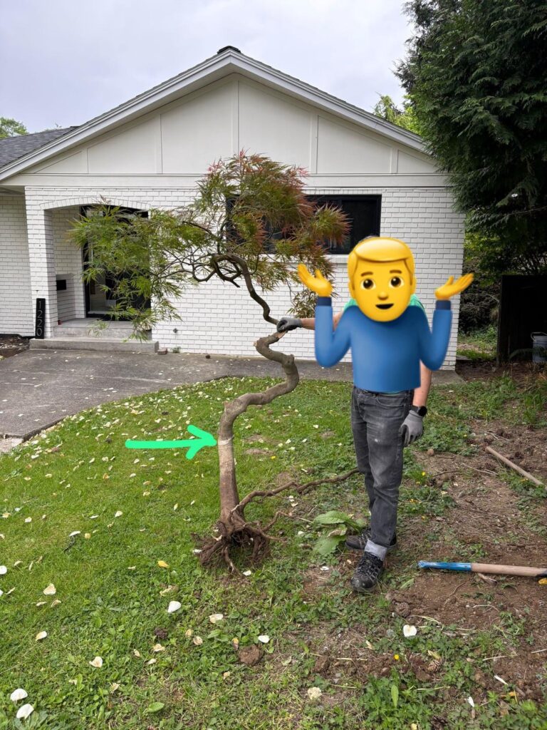 How deep should I replant this Japanese maple How deep should I replant this Japanese maple