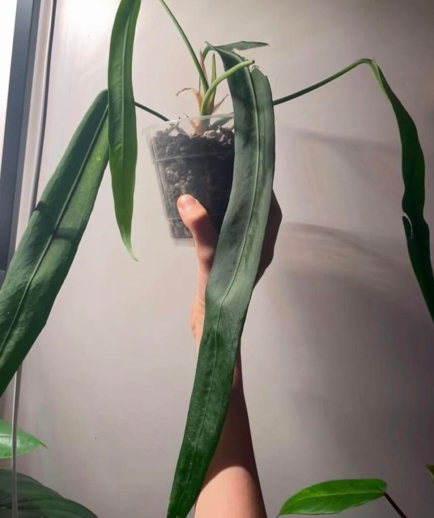 1,5 years pallidiflorum progress