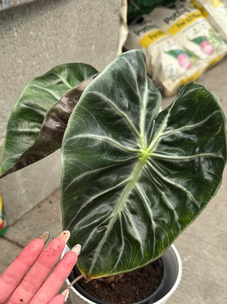 ID help please!!
