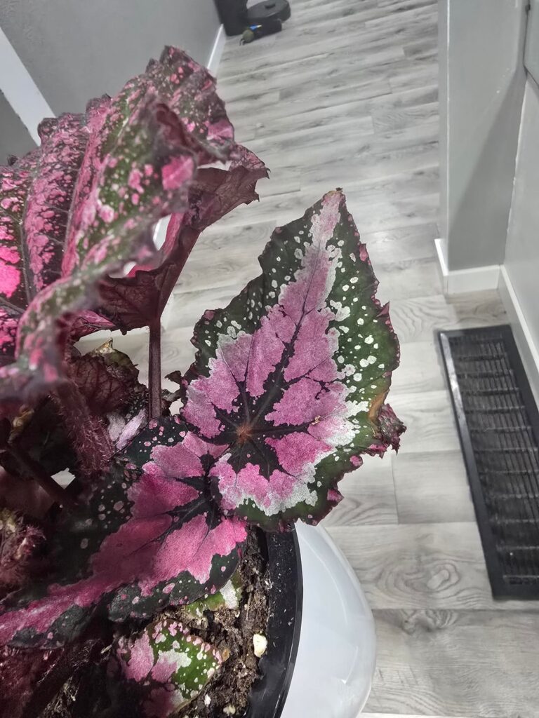 Begonia id? Begonia id?