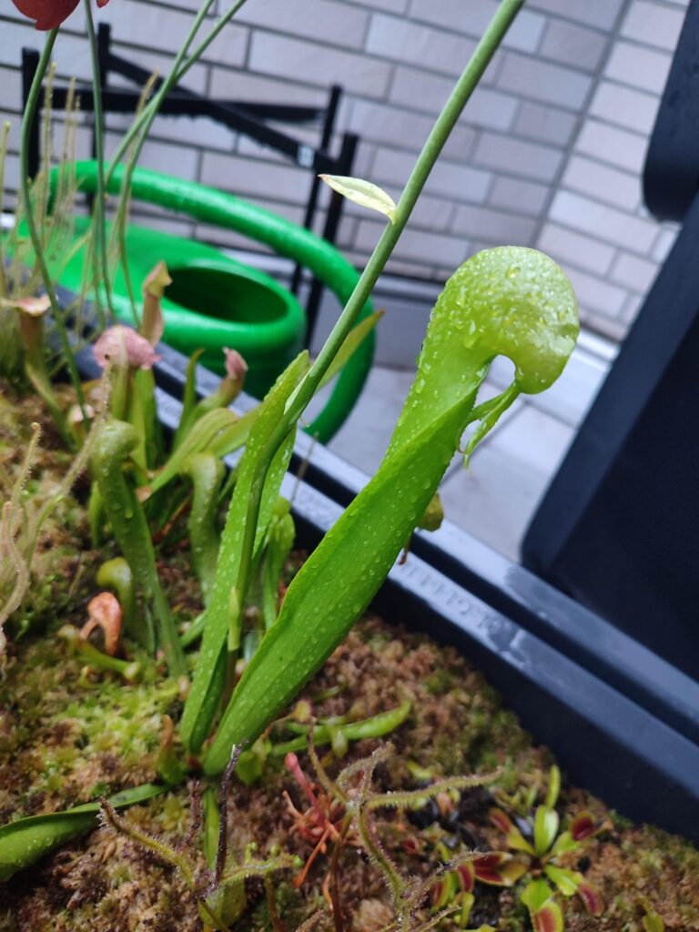 My Darlingtonia doubled in size after its winter nap