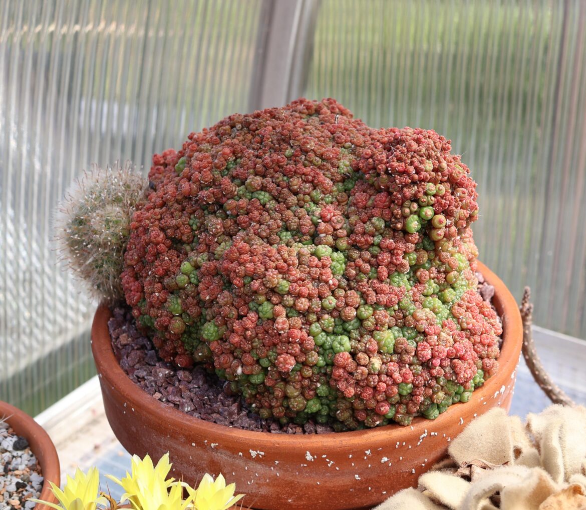 Mammillaria bocasana cv. 'Fred