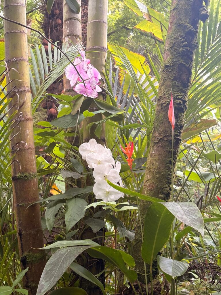 Just some orchids in the wild…