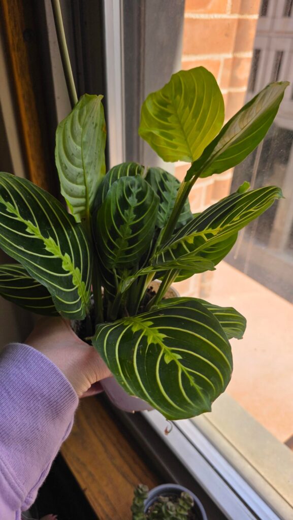 New maranta....first time!
