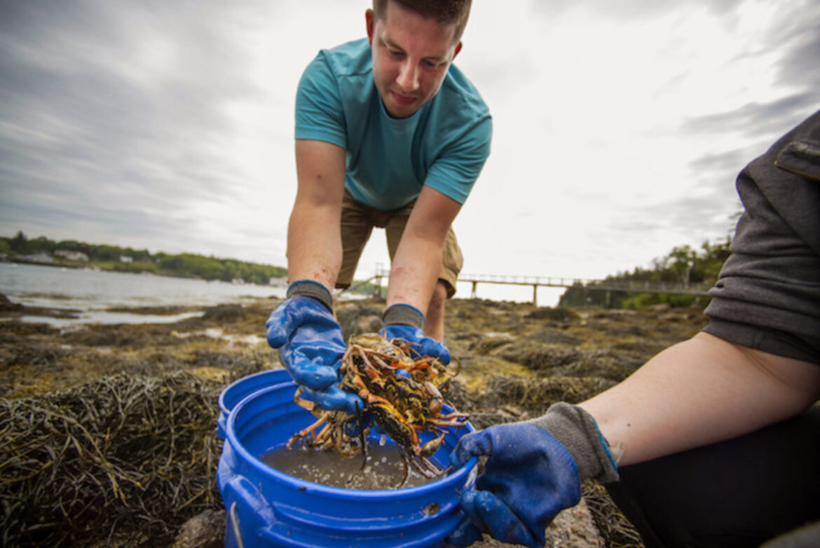 Coastal gardeners use seaweed as sustainable fertilizer