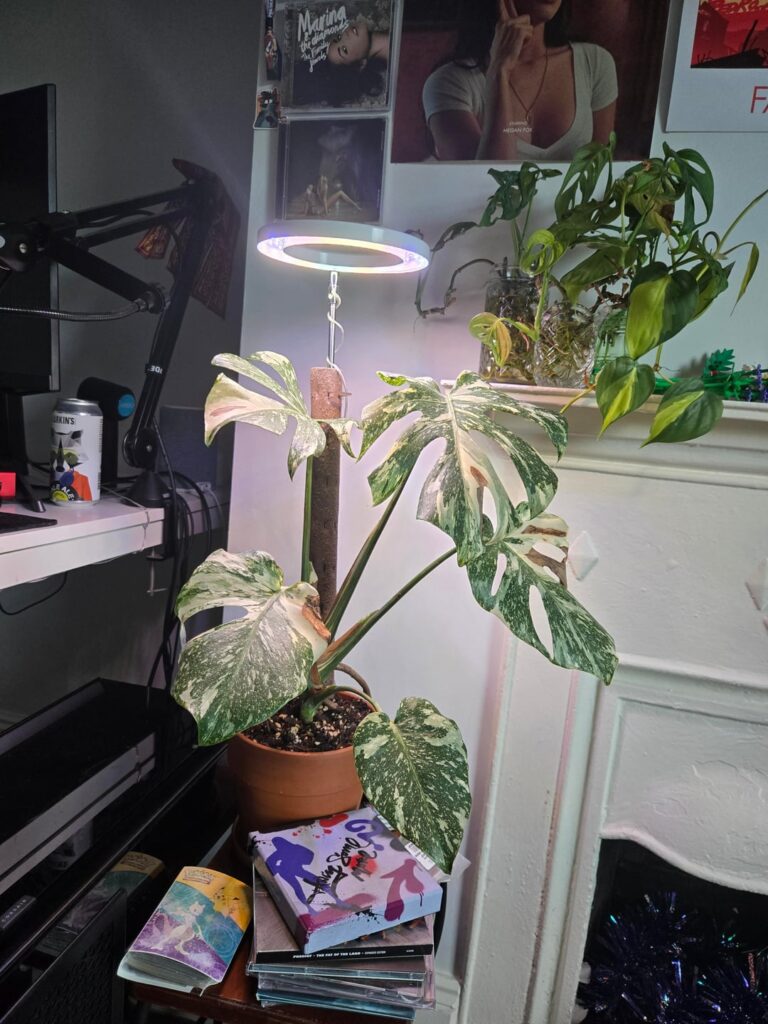 After a little bit of neglect, i finally got my thai con a grown light!!!