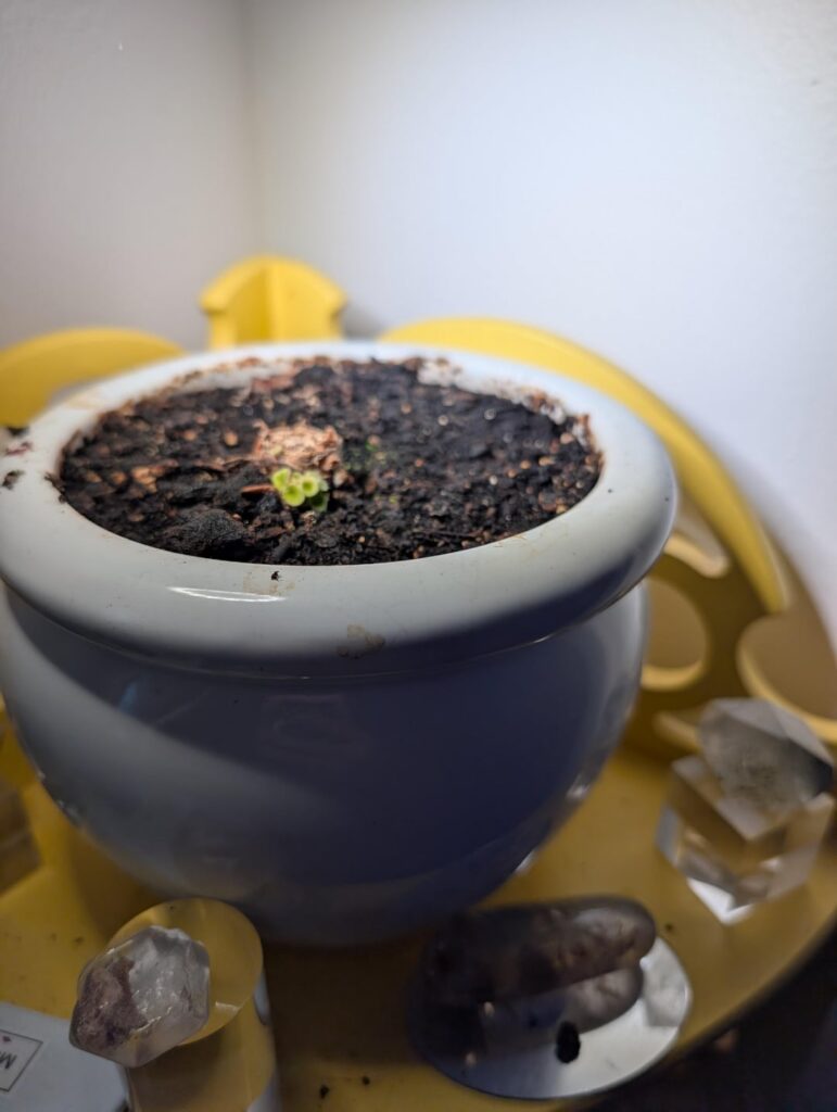Update on my African Violet that had suckers Update on my African Violet that had suckers