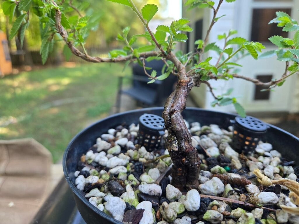 Elm Trunk Fusion
