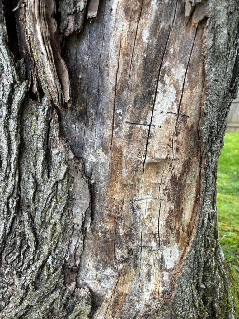 Sudden bark loss