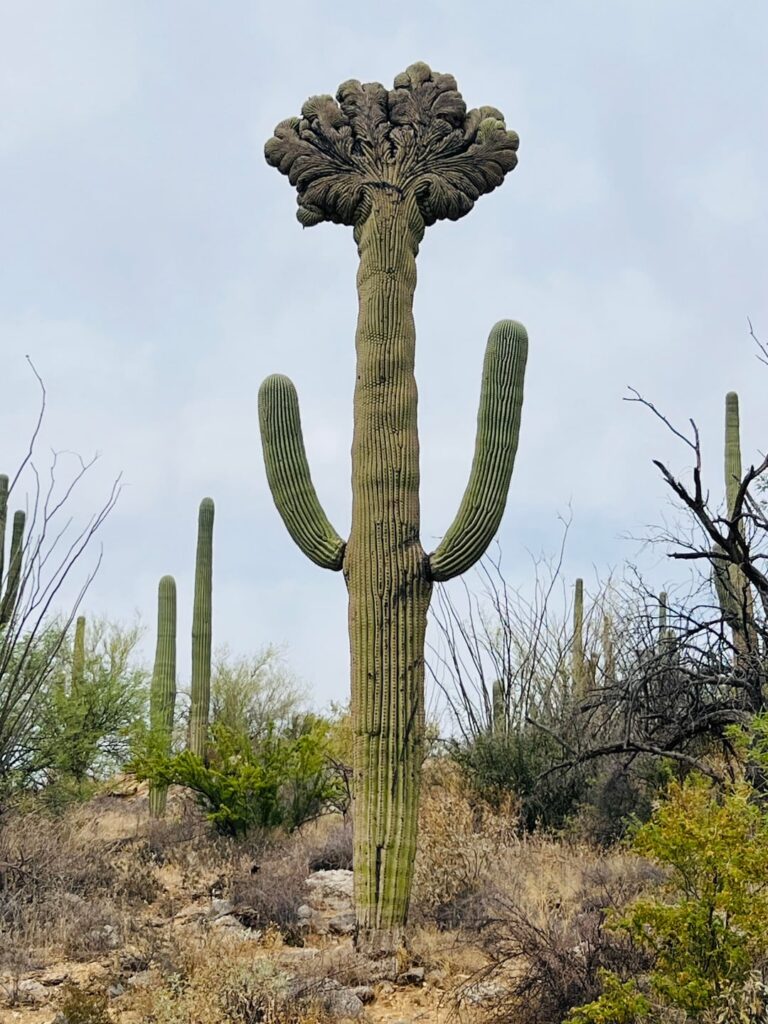 Found this beautiful saguaro on my hike today!