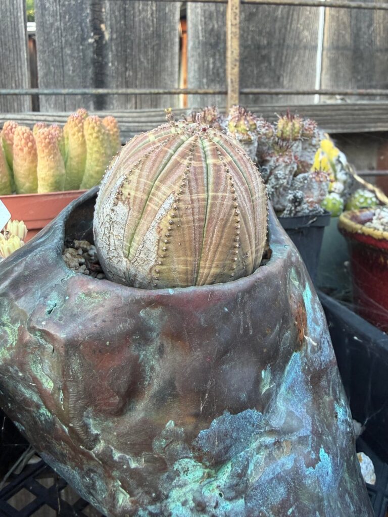 Friday plant dump