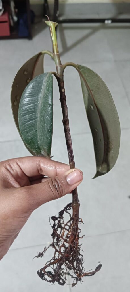 Rubber plant dying