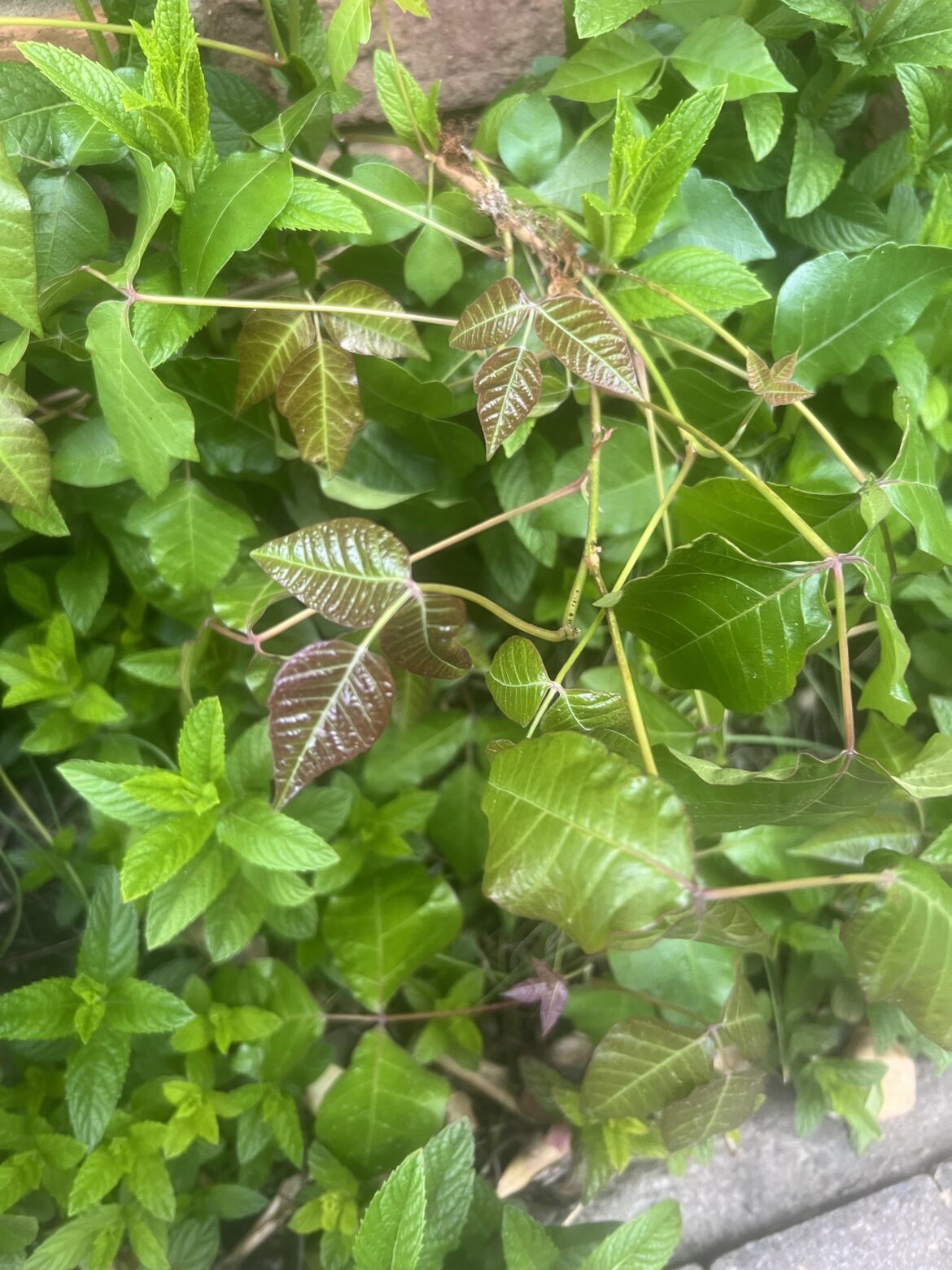 Forbidden mint?