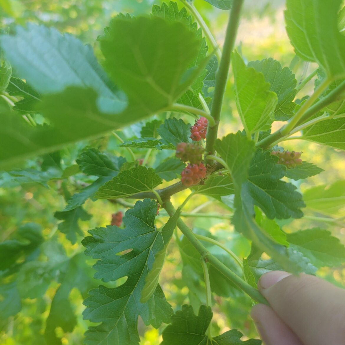 Does anyone think this is mulberry?