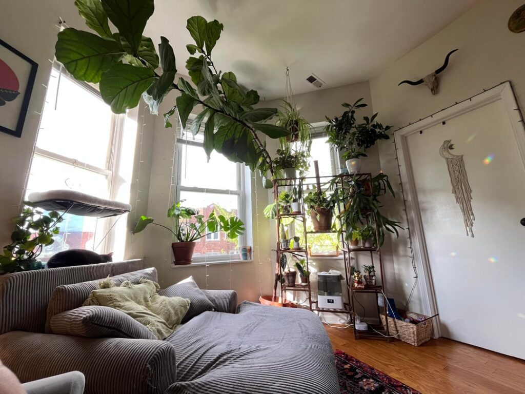 Fiddle leaf fig Fiddle leaf fig