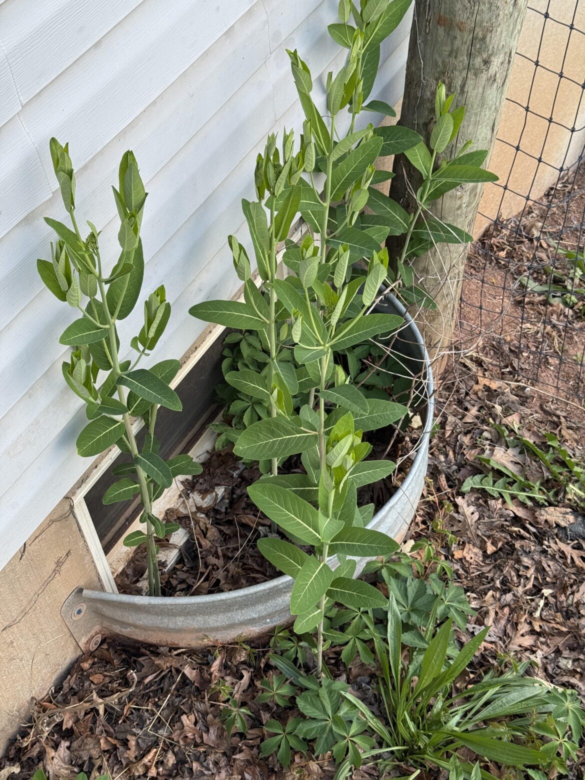Fast growing weed near house