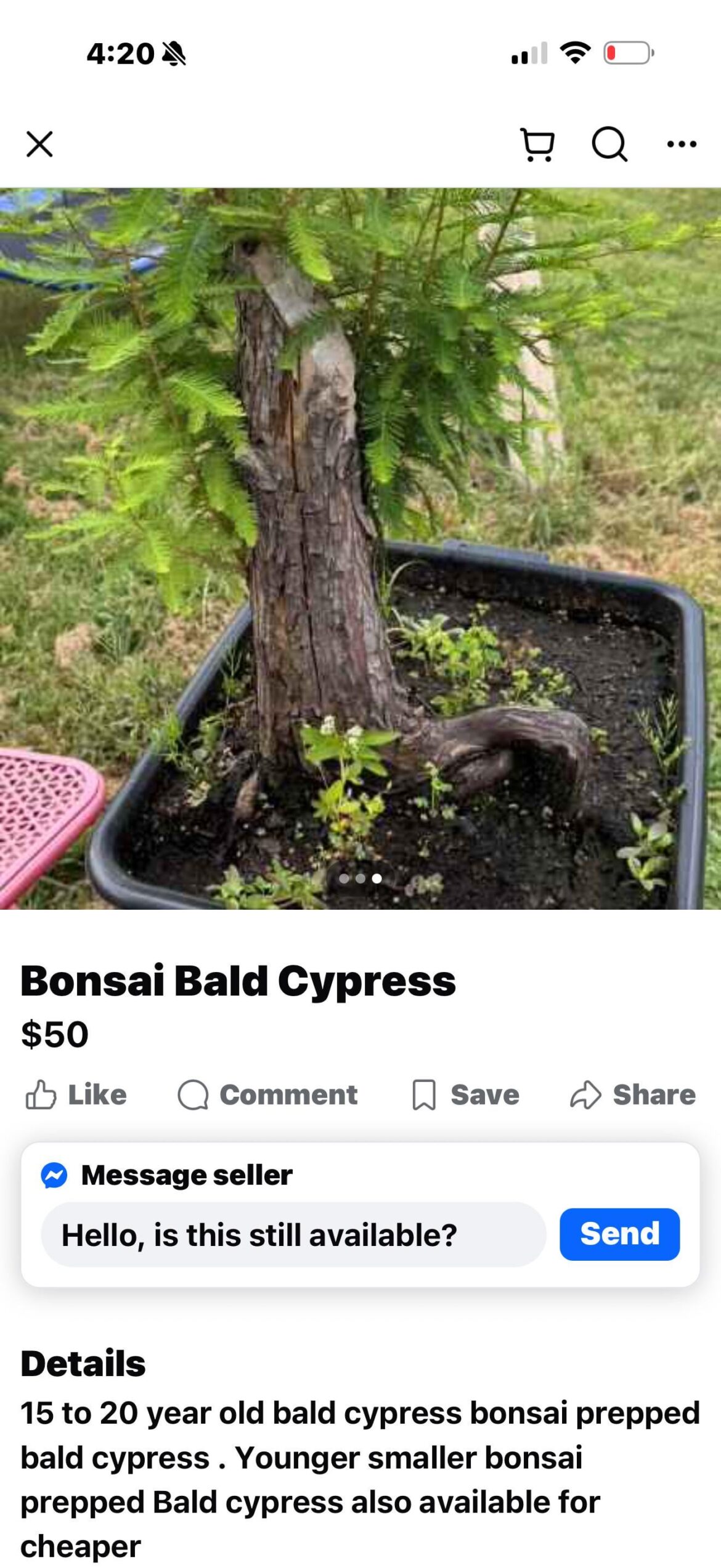 Should I be honored some dude stole my bald cypress pics for his FB Marketplace scam?