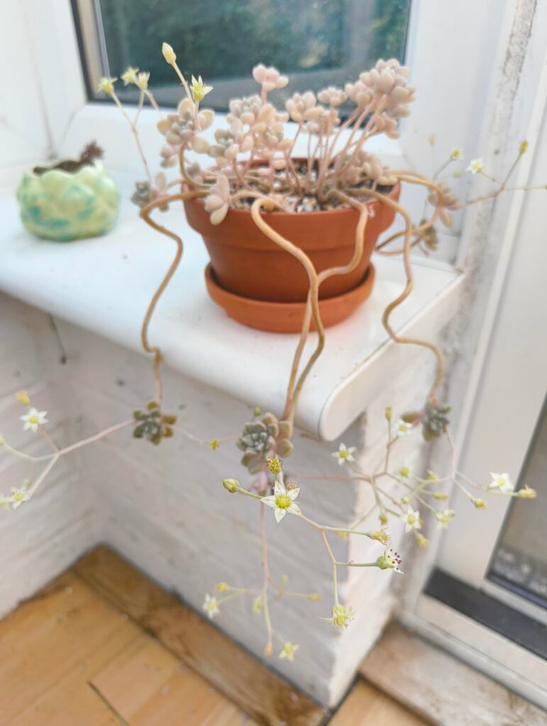 my sedum clavatum is flowering my sedum clavatum is flowering