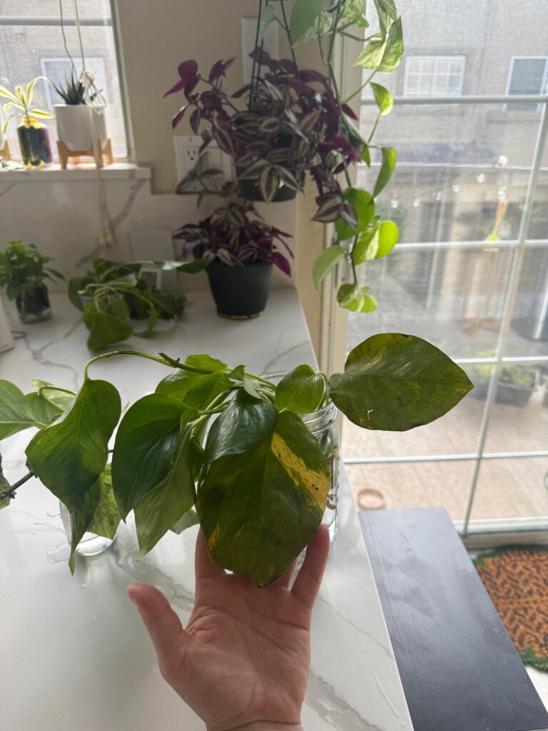 Repotting Pothos – I’ve wrecked the plant Repotting Pothos - I’ve wrecked the plant
