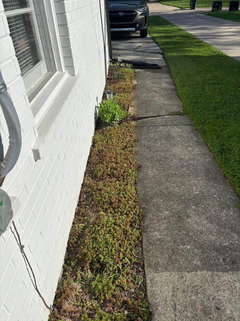 Succulents next to my garage