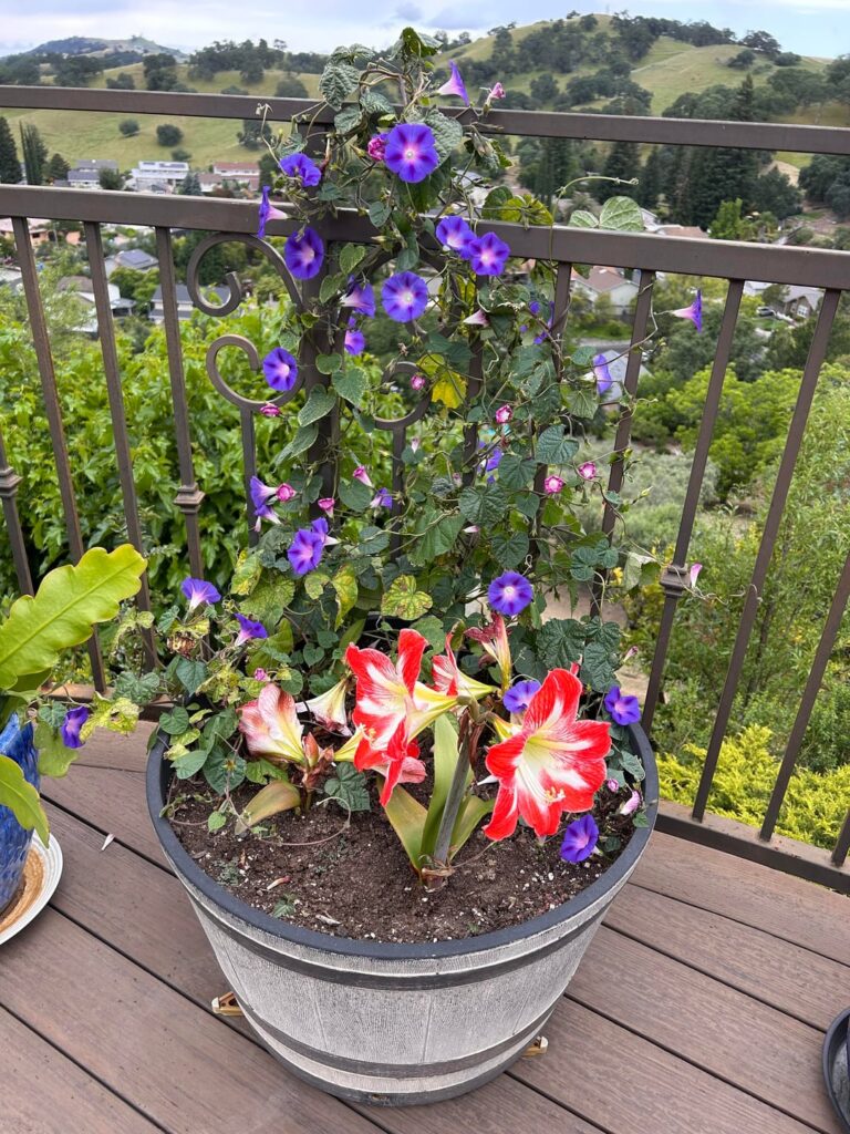 Gorgeous Barbados Lily (and Morning Glory)